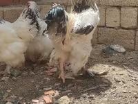 براهما — عکس 3
