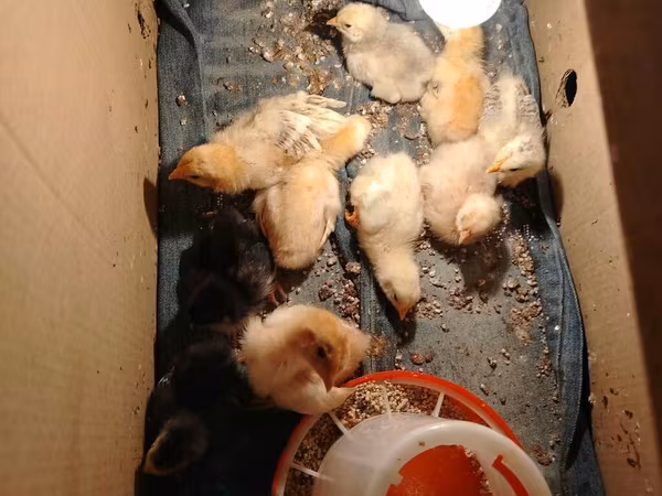 Chickens