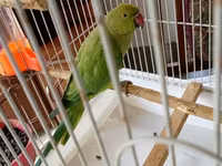 Qəfəslə erkəy 200 azn vatsap əlaqə Nimfa (Cockatiel) tutuquşu və qəfəs — عکس 4
