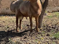قوچ, Arashan sheep — عکس 2