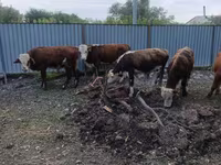 Bik, Simmental cattle — fotografija 1