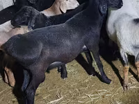Kambing jantan, Sheep — foto 2
