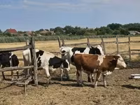 Lembu ternakan (lot, jantina tidak dinyatakan), Russian Black pied cattle — foto 2