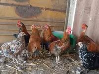Japonský bantam — foto 1