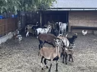 قوچ, Cameroon sheep — عکس 7