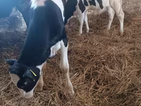 गाय, Russian Black pied cattle — फ़ोटो 3