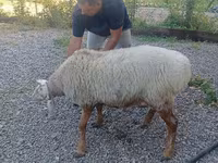 Ram, Schapen — foto 3