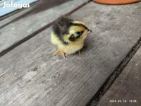 Quails — รูปภาพ 3