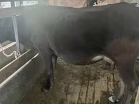 Býk, Latvian Blue cattle — foto 2