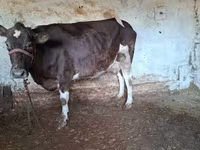 Vacă, Bovine — foto 2