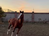 اسب نر, Arabian horse — عکس 1