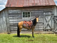 Kuda betina, Missouri foxtrotter — foto 5
