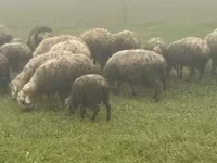 በግ, Sheep — ፎቶ 5