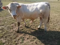 ወንድ በሬ, Charolais cattle — ፎቶ 3