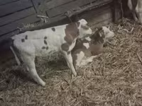 Toro, Razza grigia ungherese — foto 3