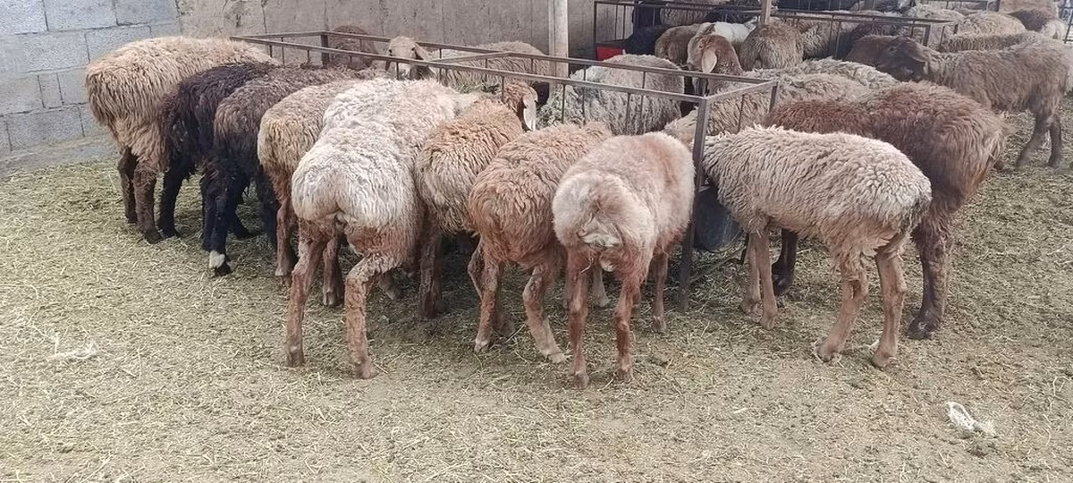 قوچ, گوسفند