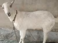 بز (گروه، جنسیت مشخص نشده), Barbari goats — عکس 1