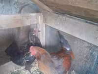 Chickens — عکس 1