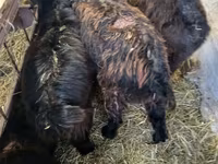 Billy Goat, Goats — photo 2