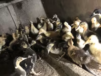 Ducks — foto 7