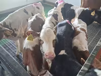 Býk, Simmental cattle — foto 4