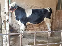 گاو نر, Simmental cattle — عکس 6