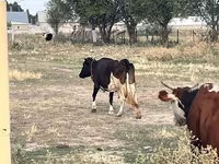 Үнээ, Latvian Blue cattle — 3 зураг