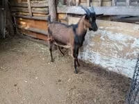 بز نر, Alpine goat — عکس 2
