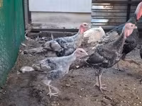 Turkeys — عکس 3