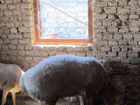 Vædder, Arashan sheep — foto 2
