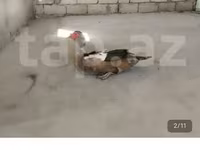 مسکوی خانگی — عکس 1