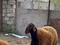 Cừu (lô, chưa xác định giới tính), Blackheaded Persian sheep — ảnh 1