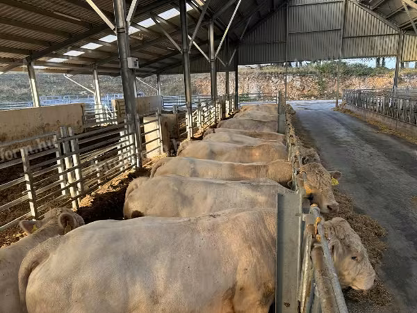 Bik, Charolais cattle