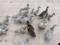 Ducks — foto 2