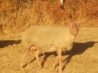 Widder, Rouge de l’Ouest sheep — Foto 2