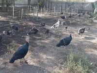 Turkeys — تصویر 1
