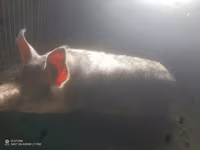 Boar, Pigs — photo 1