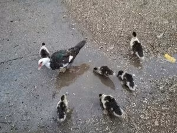 Ducks