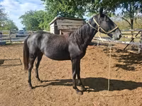 Klisna, Lipizzaner — foto 3