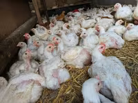 Chickens — รูปภาพ 3