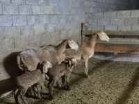 Montone, Arashan sheep — foto 2
