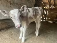 Mucca, Razza Alataus — foto 2