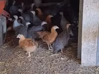 Guinea fowl — รูปภาพ 3