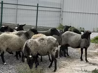 Koyun, Romanov sheep — foto 3