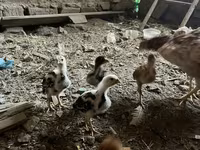 Chickens — foto 2