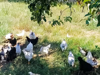 Chickens — ფოტო 3
