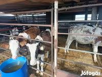 Banteng, Cattle — foto 2