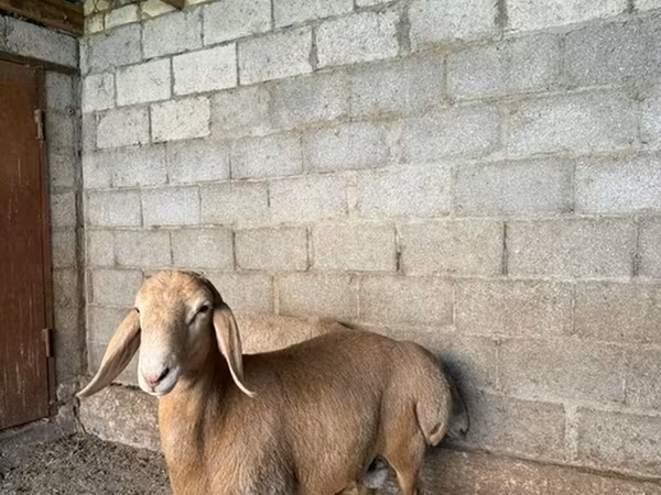 Ram, Arashan sheep — Kyrgyzstan