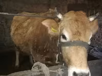 Krava, Latvian Blue cattle — foto 1