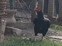 Chickens — 사진 4
